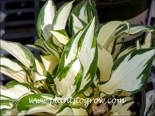 Hosta Fire and Ice
A small to medium plant with twisted leaves that are white with a green margin.